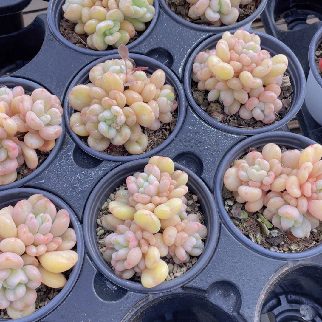 40号 全状态比尔盖茨多头群一个