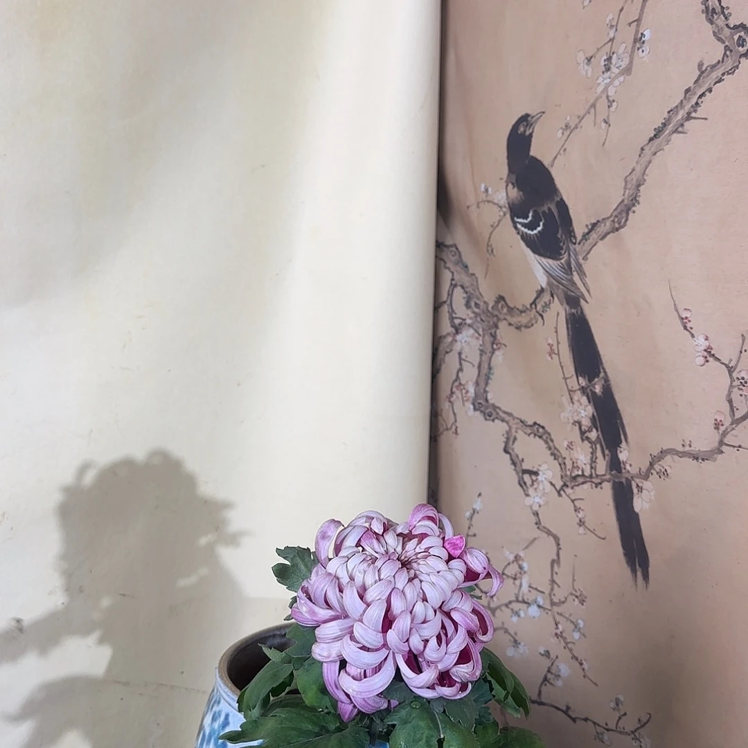 全部花朵N111111111