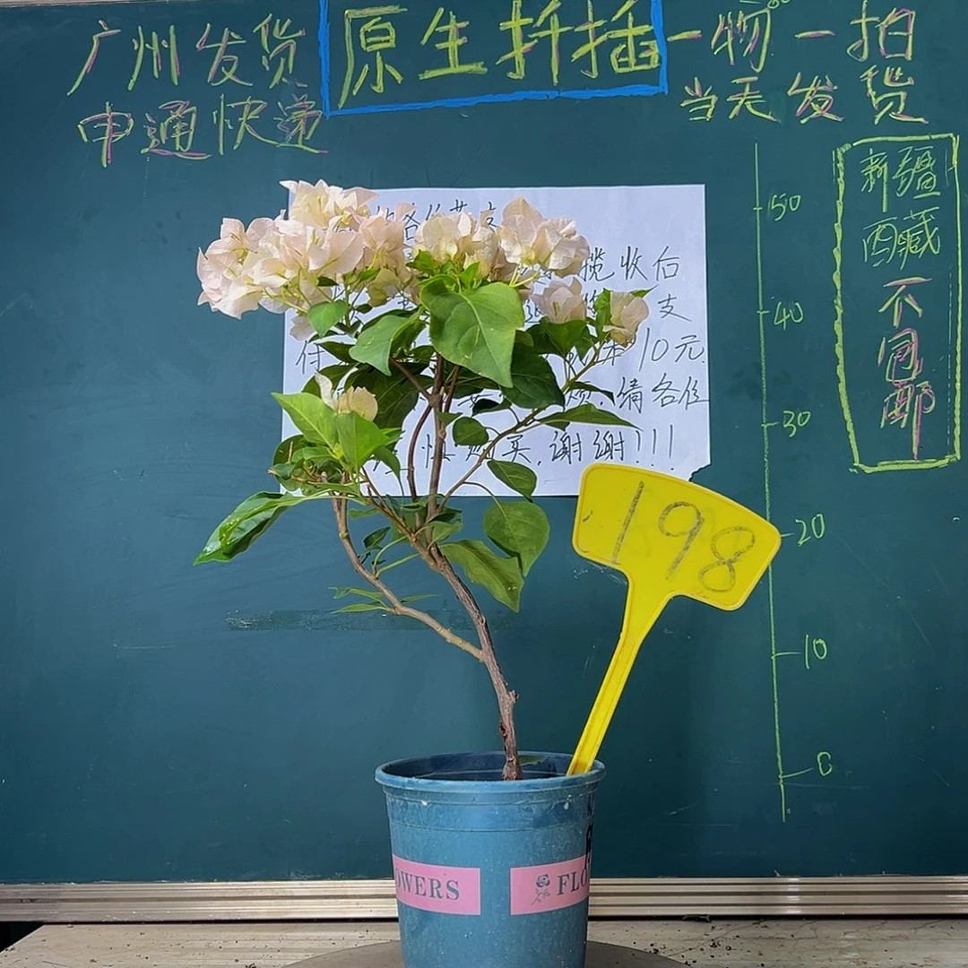 当前无花栽培后可以开花暗斑丽人 198