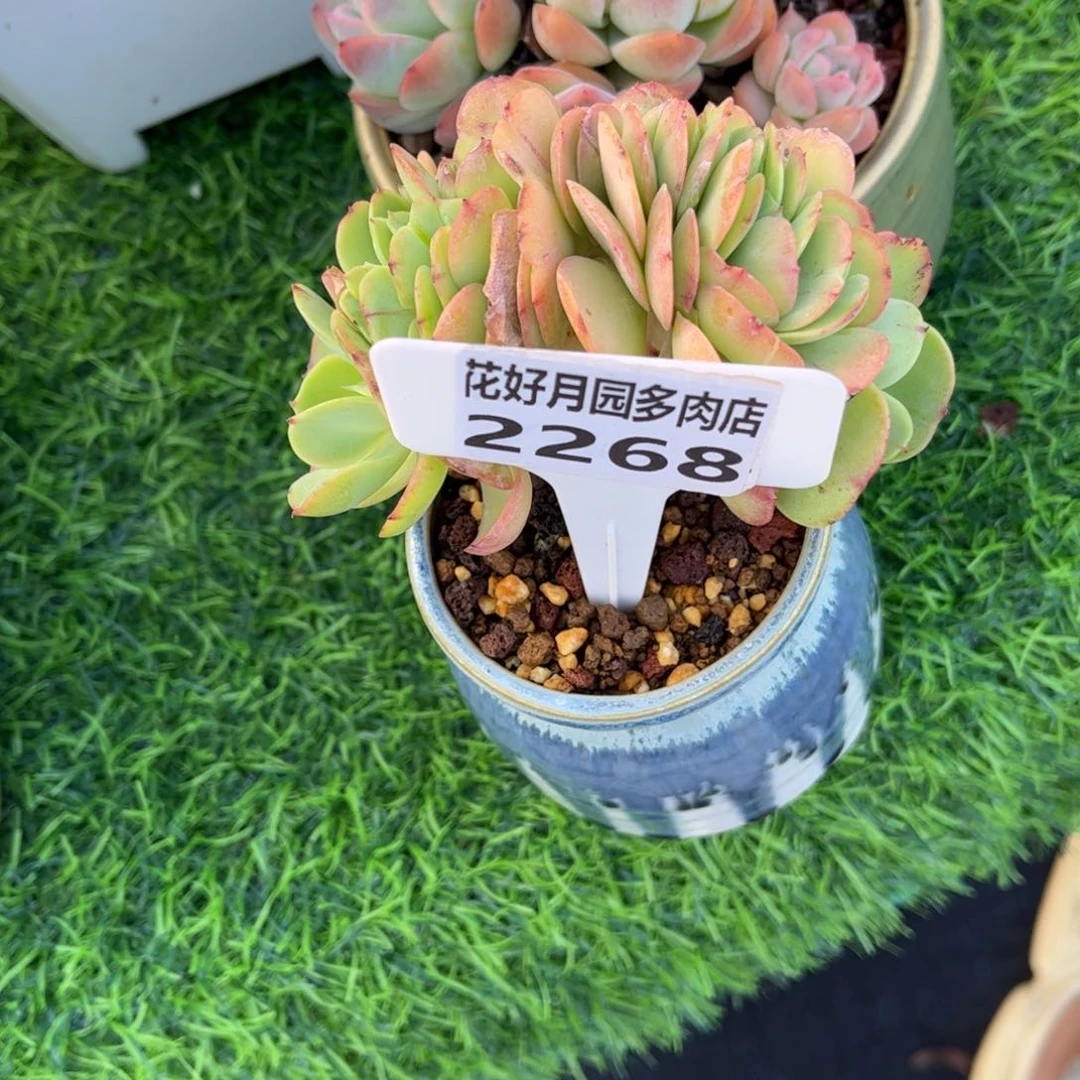 M***言多肉植物2268带盆