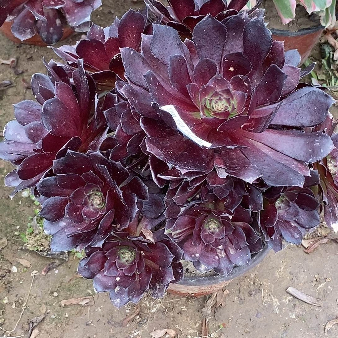 788黑骑士多肉植物无售后