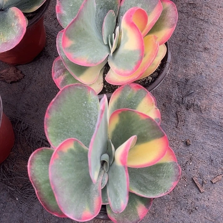 唐印锦单头，如图9.9一颗