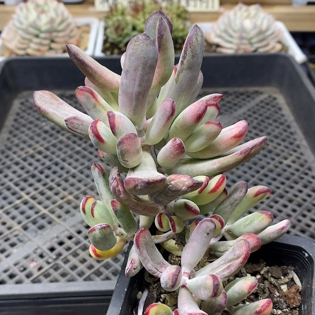 2219 老桩棒叶福娘锦自然群