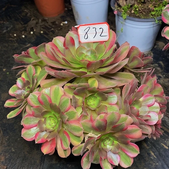 雨荷老桩捧花832号