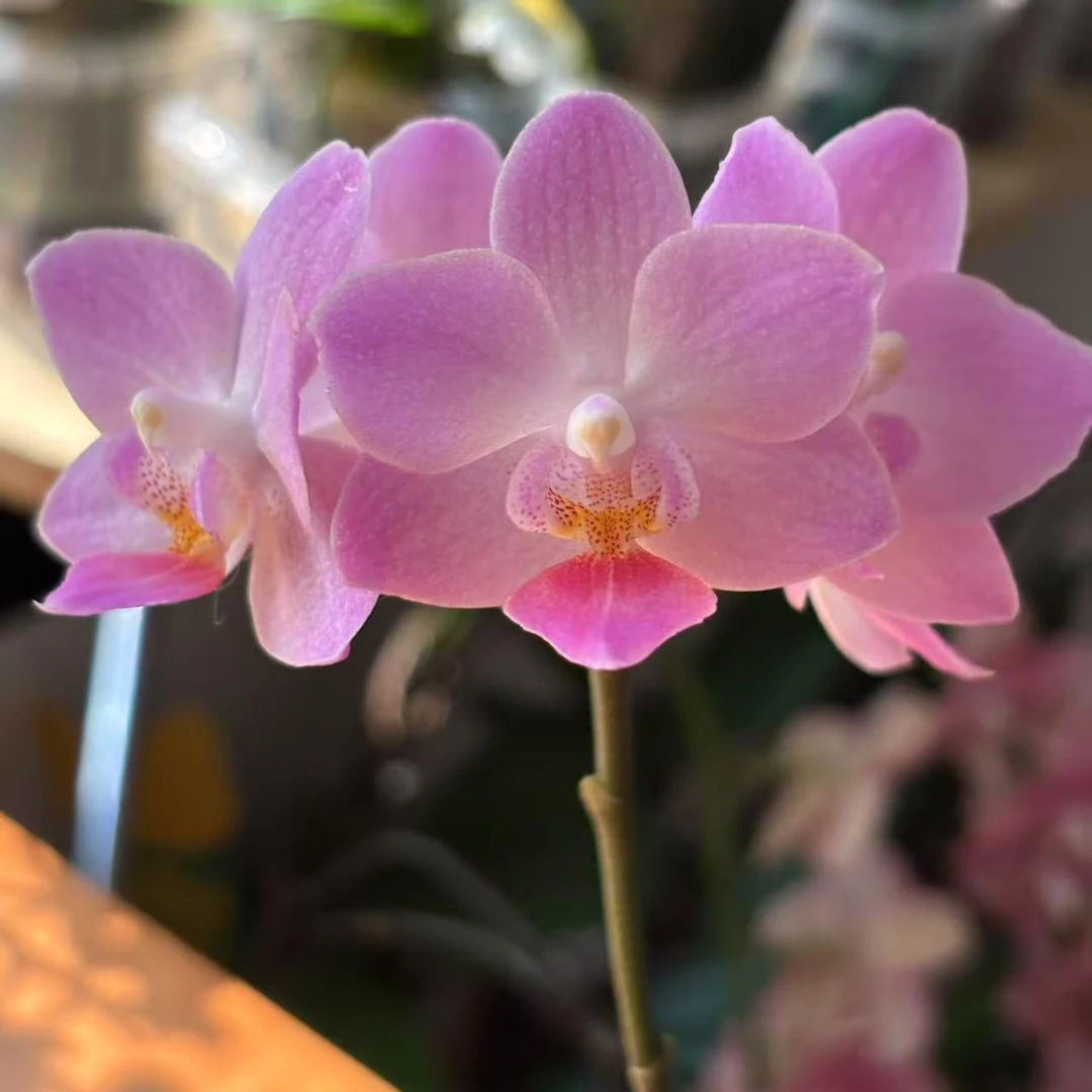 桃之夭夭3.0寸成熟苗带花牌发货无花剑