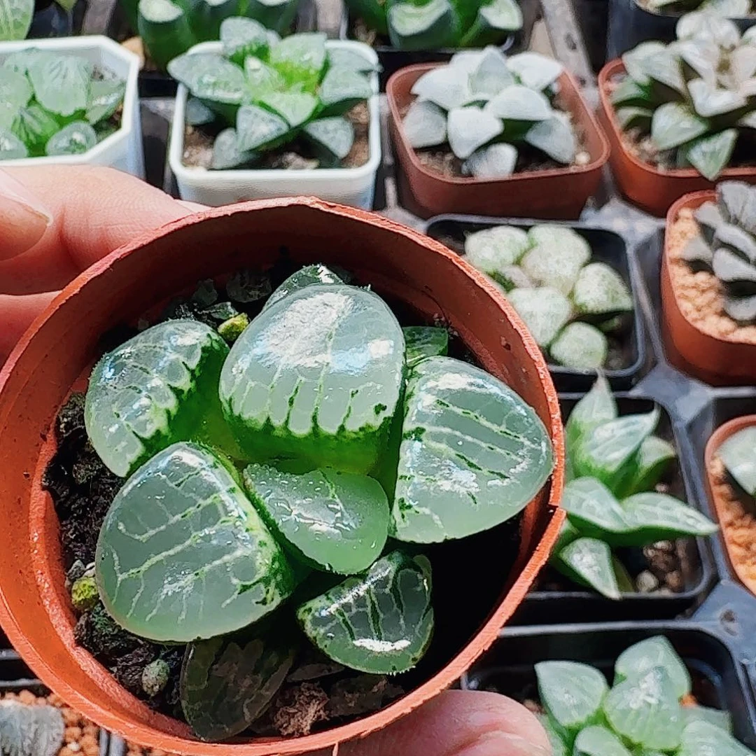 十二卷 水晶克 开播福利