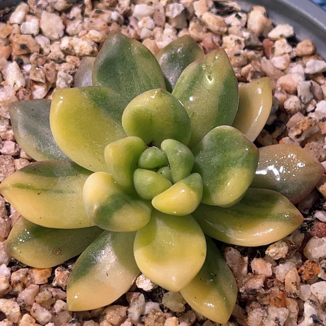 多肉特价天堂锦6969