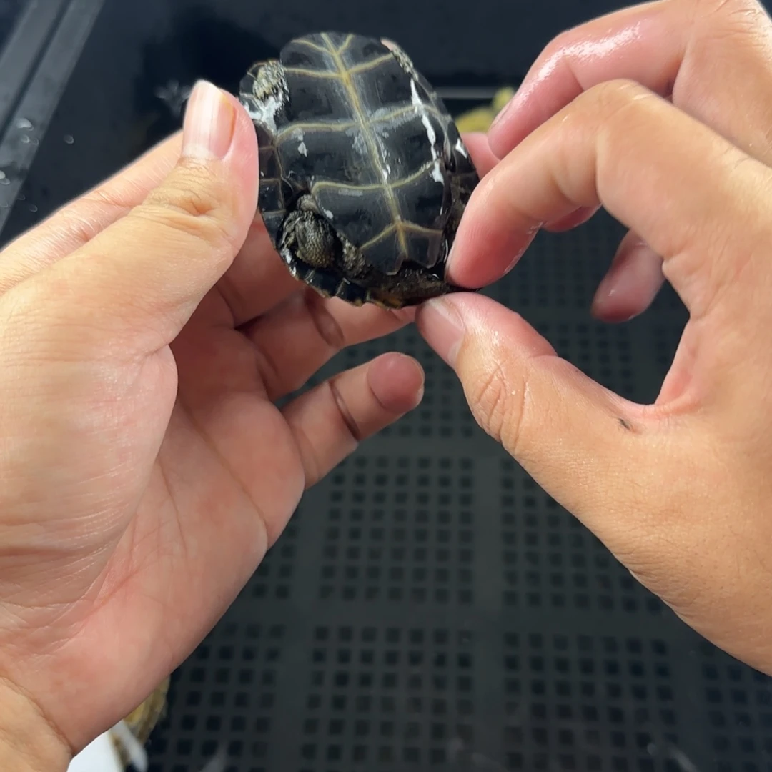 宠物龟不分公母6.2cm卷尾日石