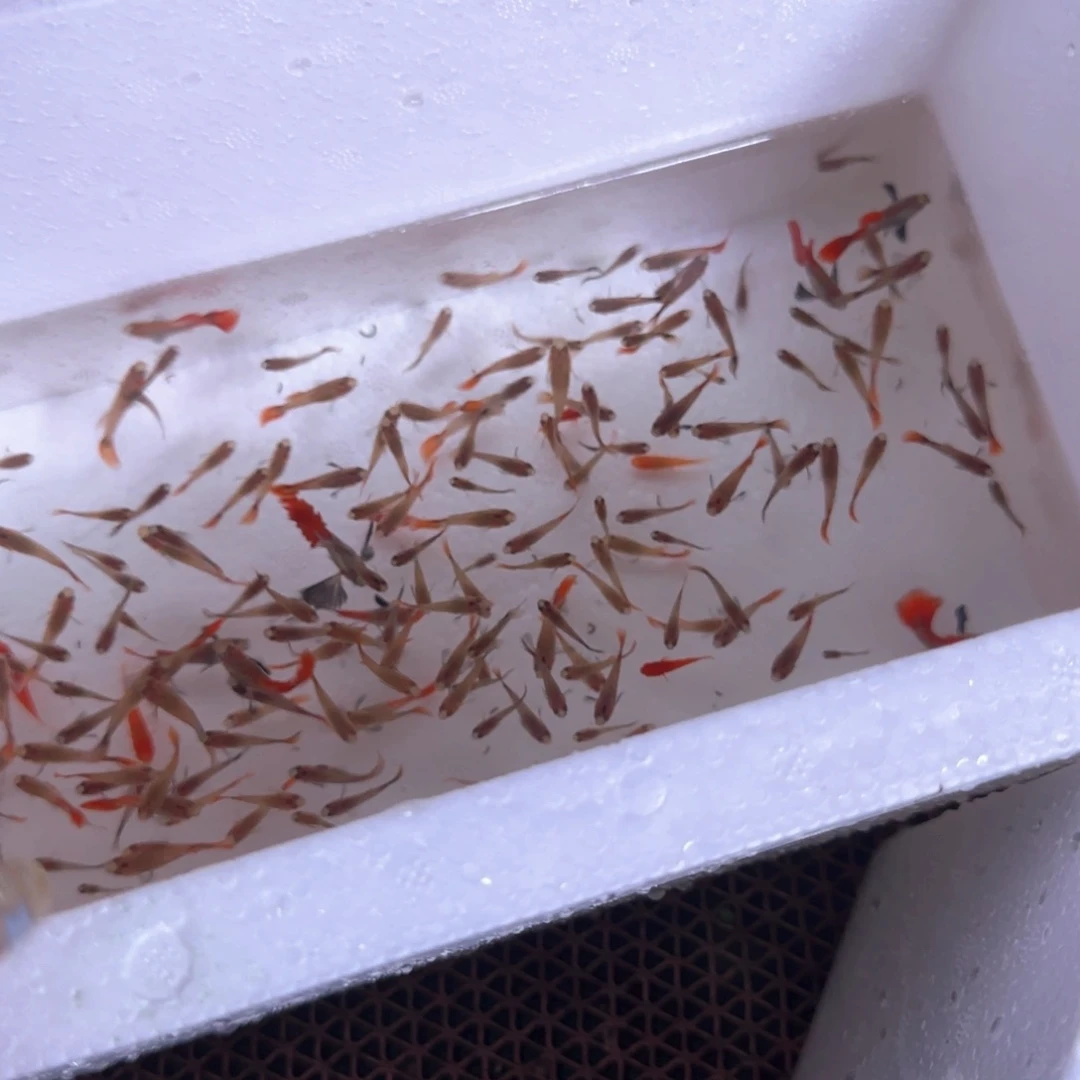 孔雀鱼象耳苗子10条