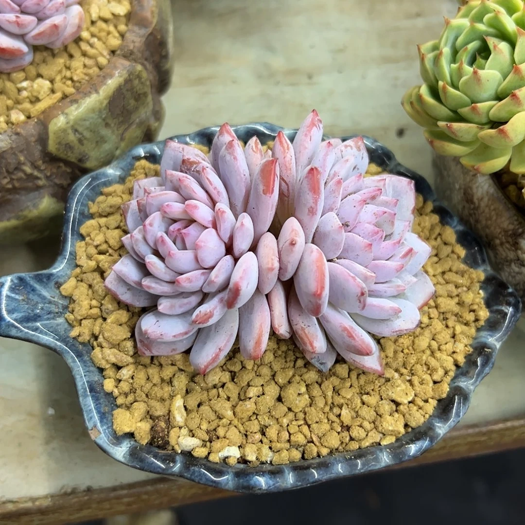 星星橙18 零零多肉植物
