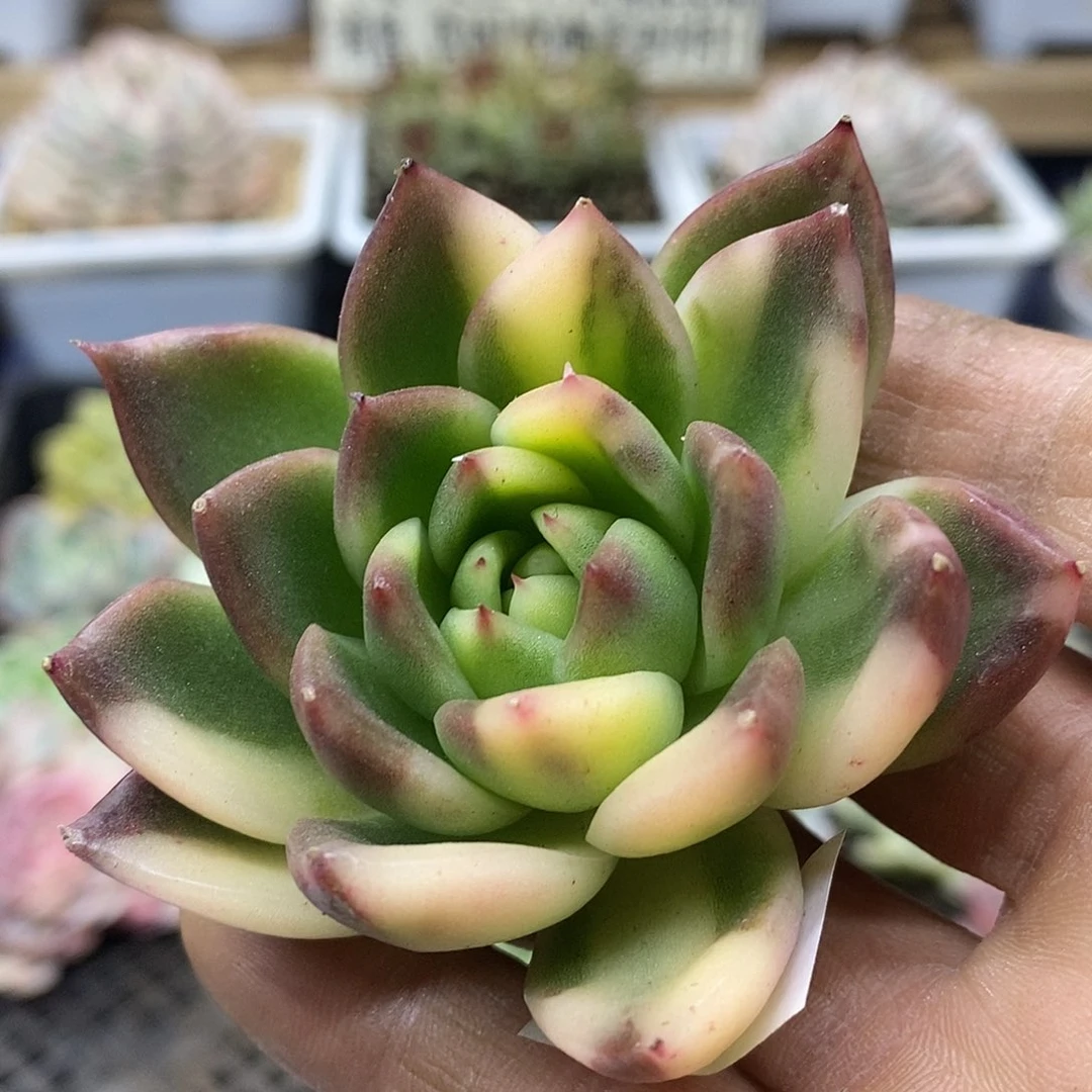 13153 不知名东云花脸锦头盖