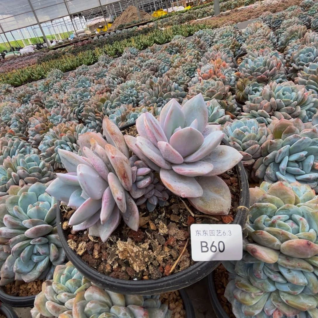 b b b b b b b b 60