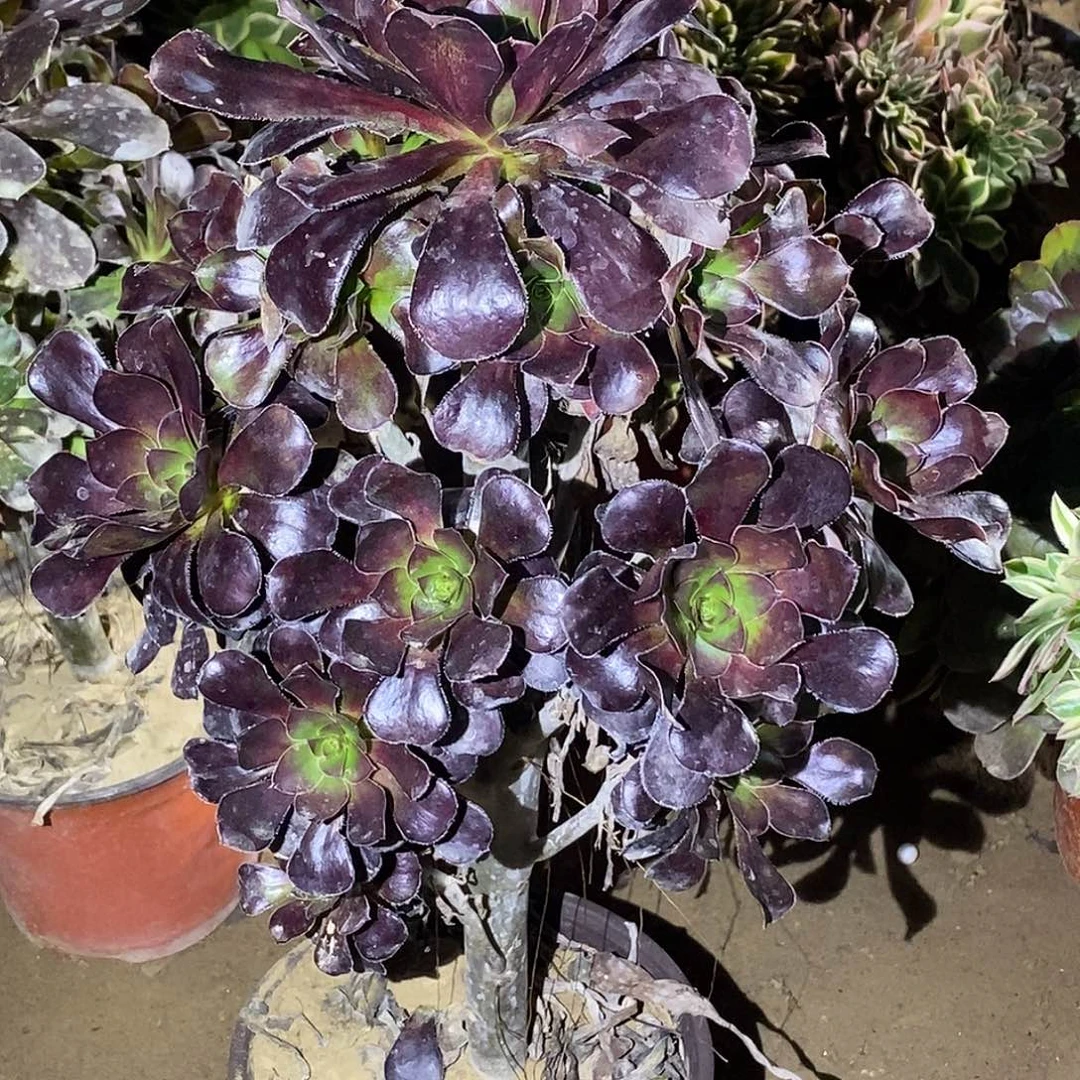 864 红酒圆叶多肉植物无售后