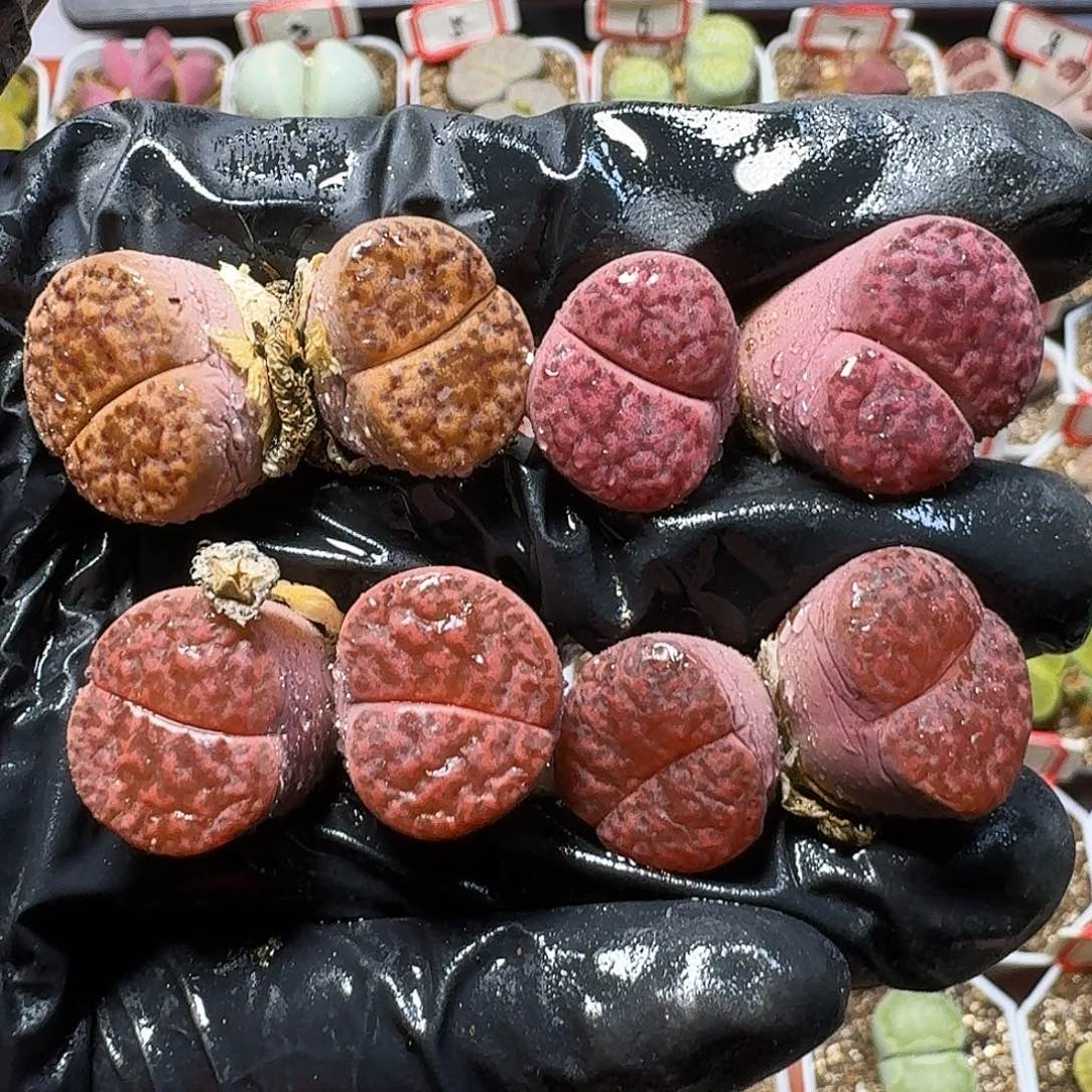 生石花1111111。   368