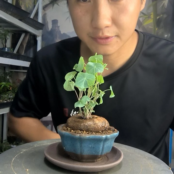 小*中青园艺一物一拍258