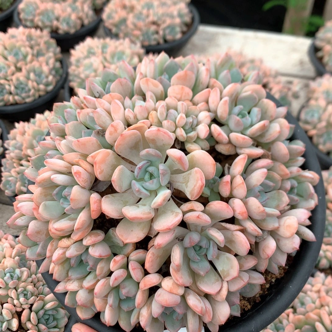 20厘米格林 捧花 特价 4850