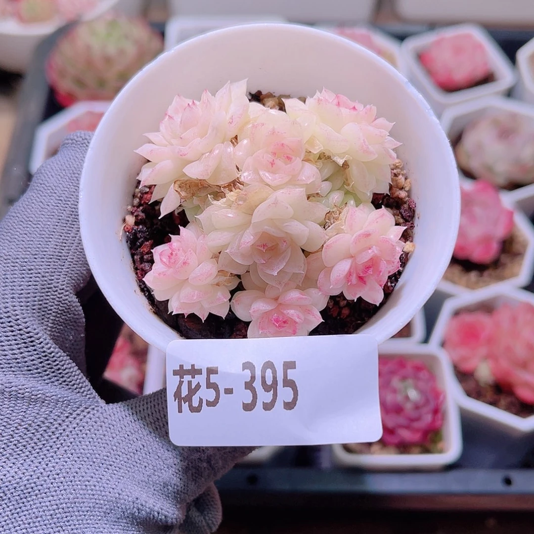 花05-395白天鹅群