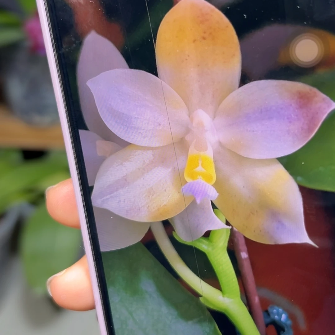 无花朵黄金华尔兹