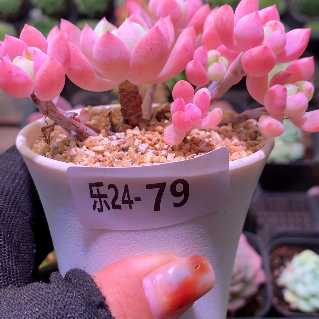 乐然24-79 洛丽塔群