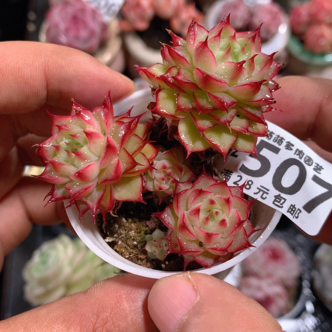 5CM拇指盆精控多肉YZ507