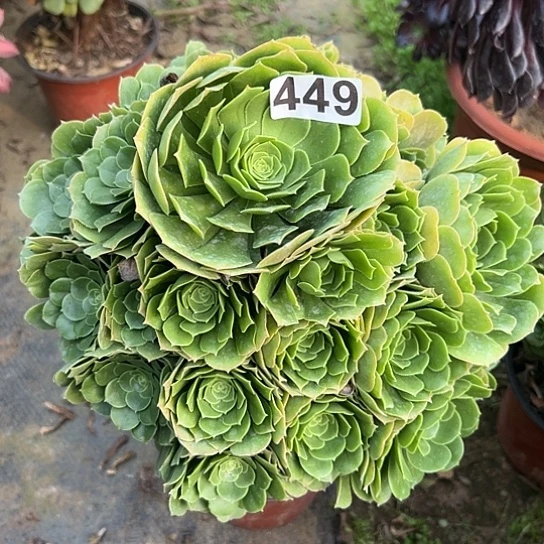 润**下一颗多肉法师植物