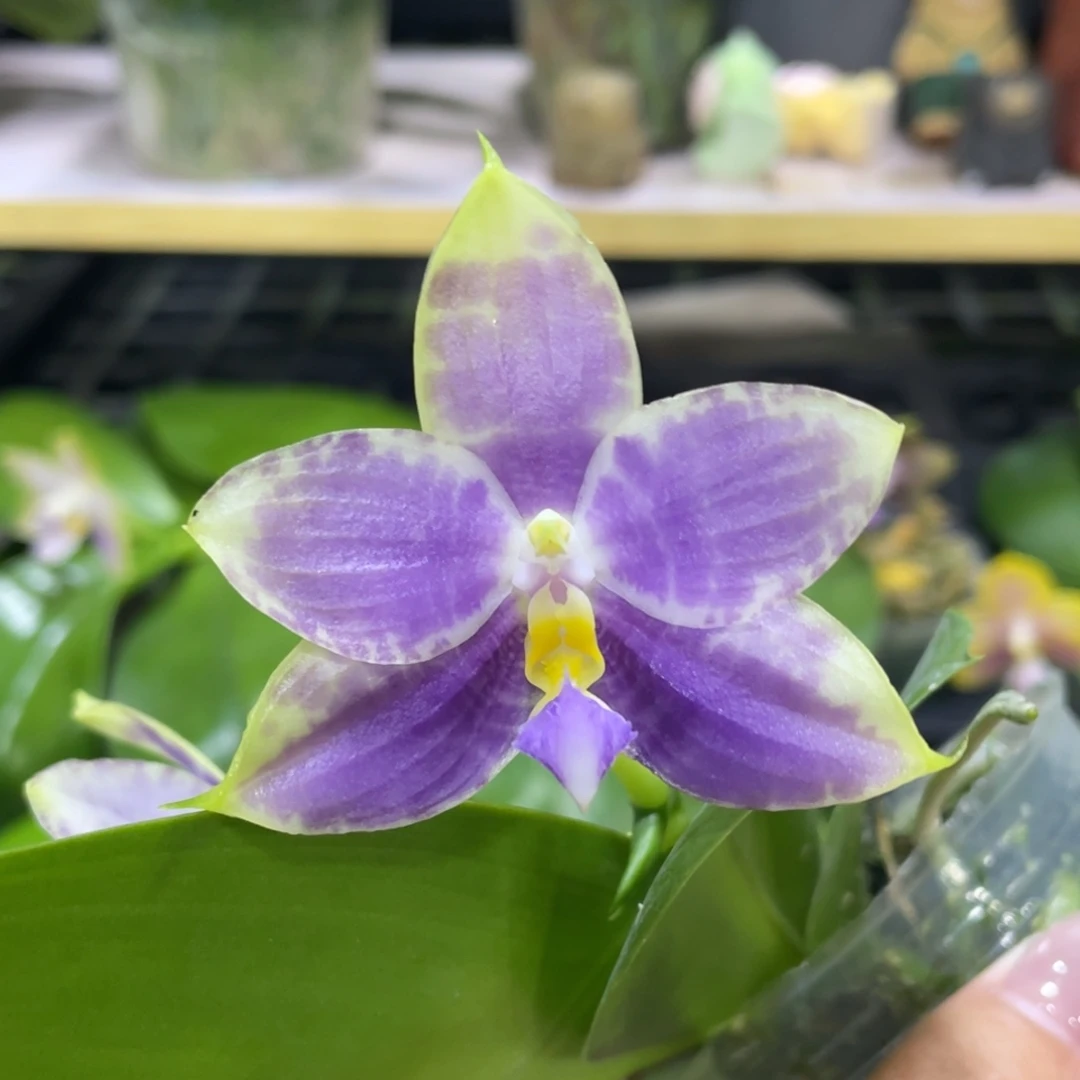 完全开放虎豹2.5寸