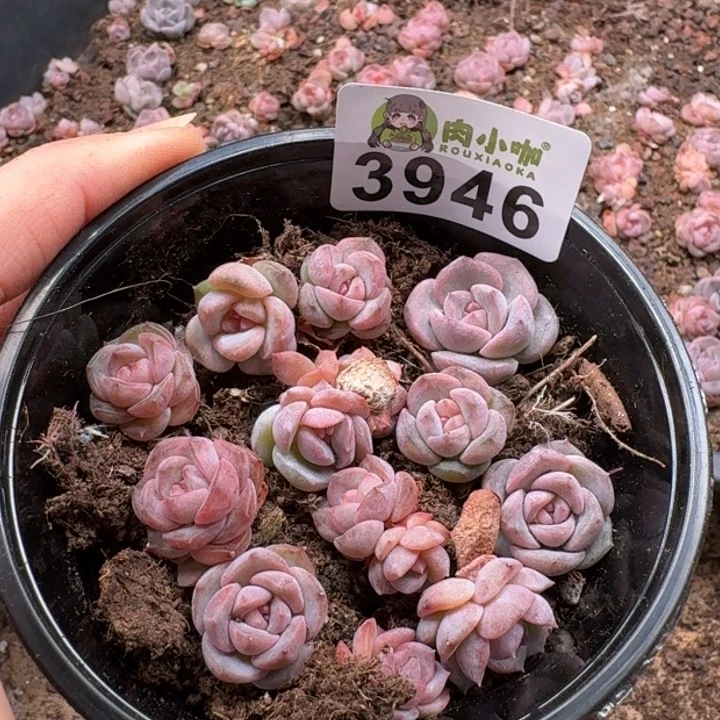当前无花朵，栽培后可花朵多肉植物多肉植物