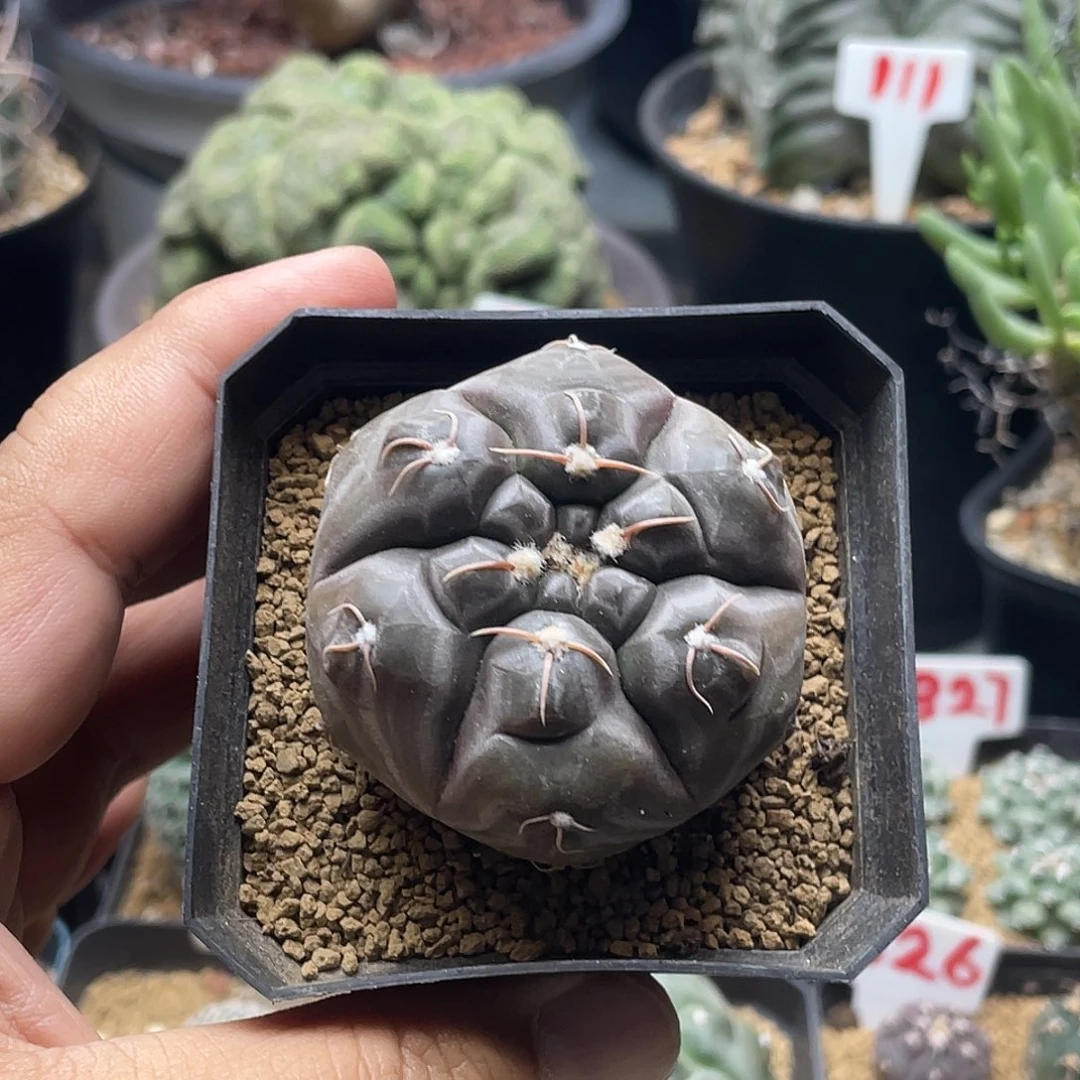 实生龟甲铅皮包邮