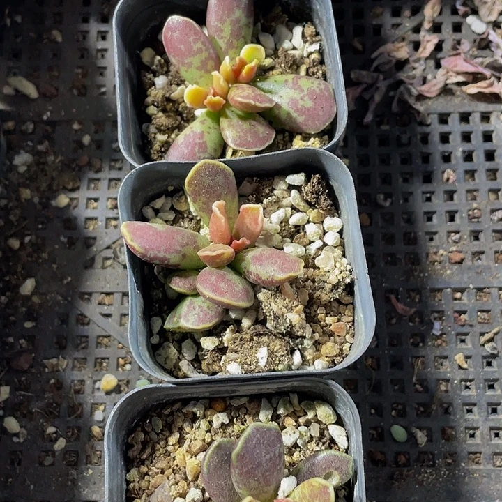 紫库博带盆土发货