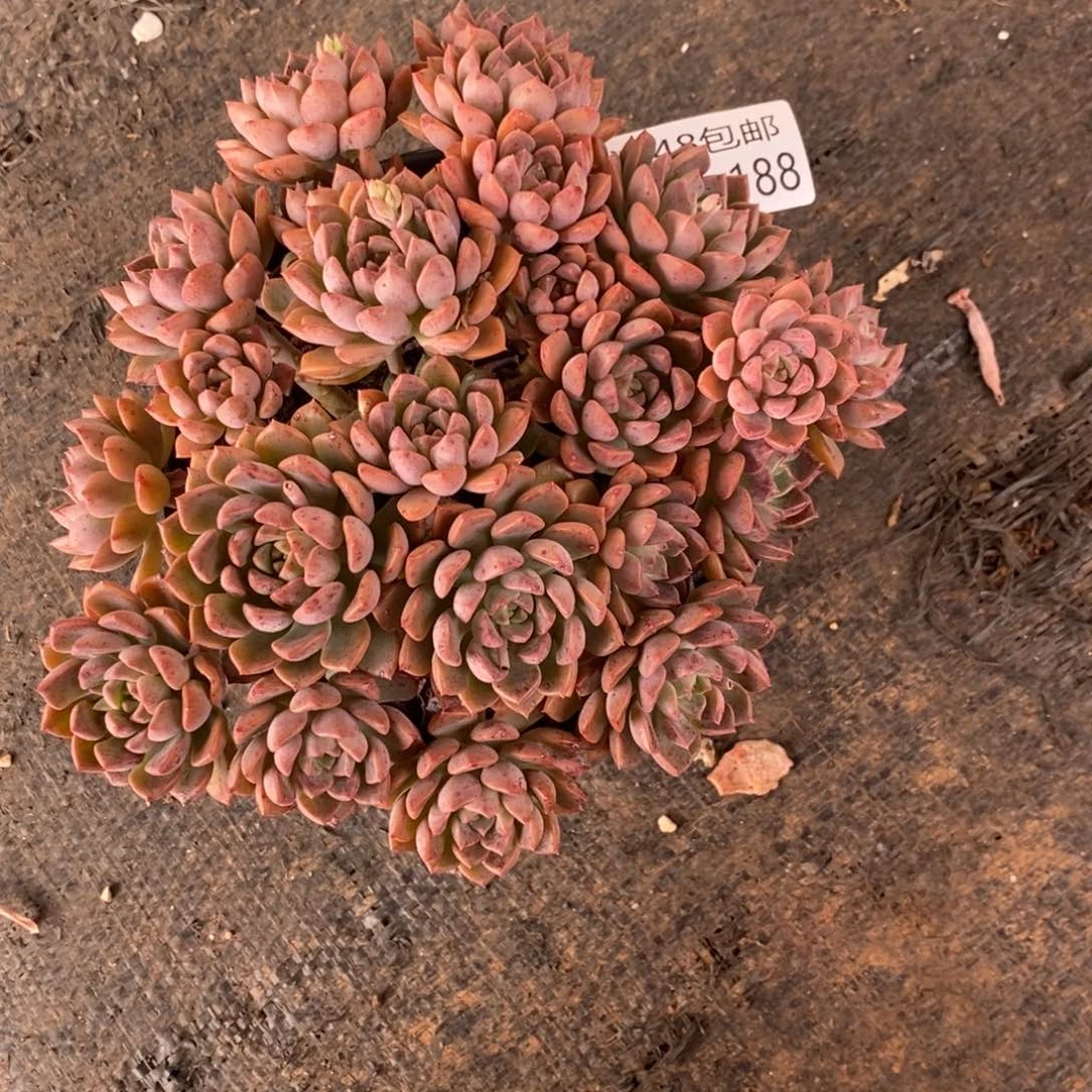 何*满夏悦多肉0829-188红粉佳人