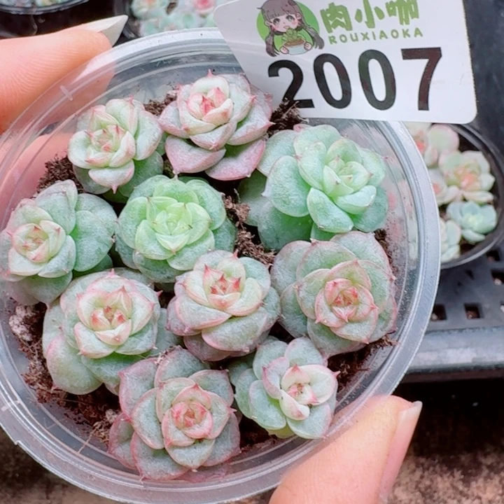 蜡***子多肉植物多肉植物