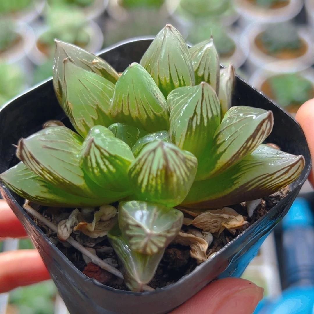 巨神兵玉露多肉多肉一颗