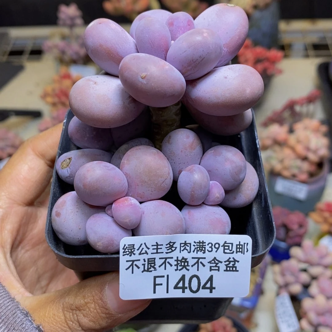 404橙奶多肉肉7c m