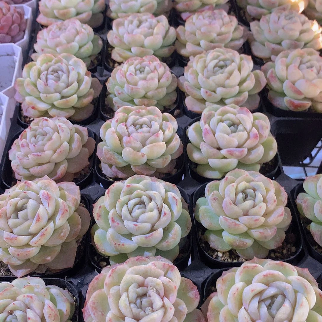 两颗玛奇朵12456789900000