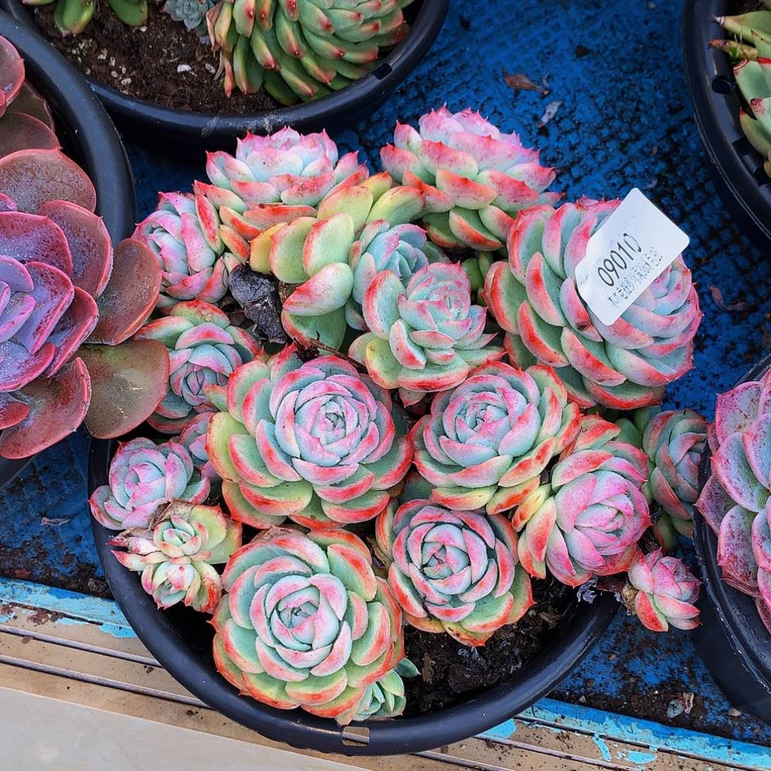 未***期    侧影多肉09010