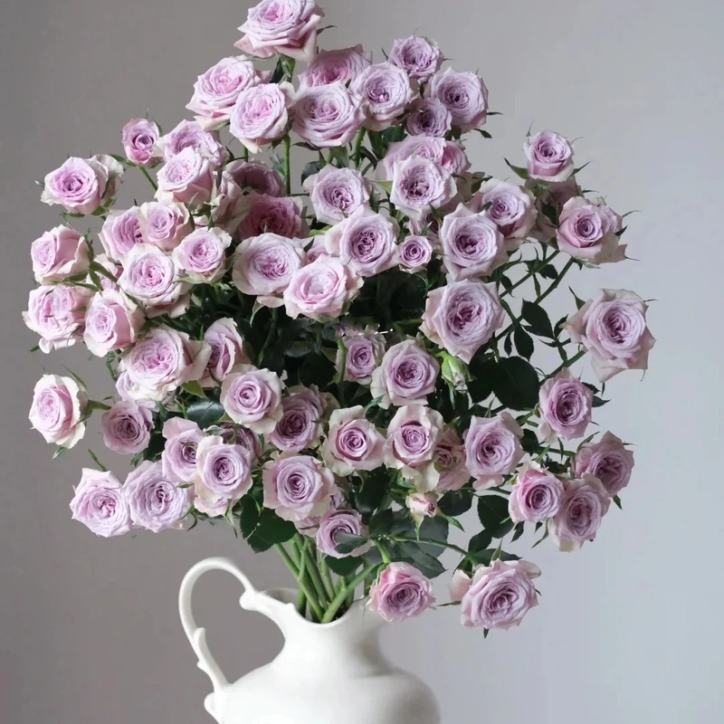 【浙里花】莱拉玫瑰 基地直发 两单升级EMS空运/京东冷链