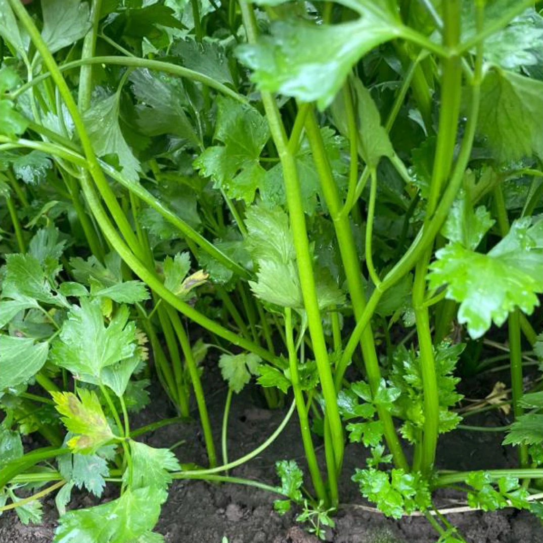 邳州本地现拔芹菜