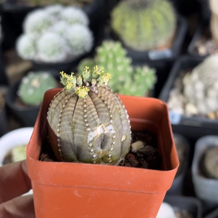 仙人球一物一拍自根