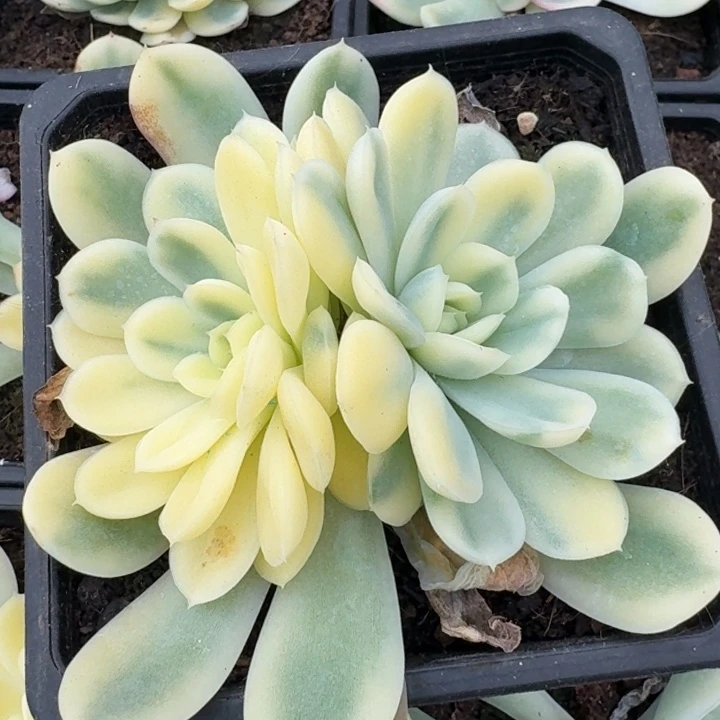 草梅冰锦福伦一颗