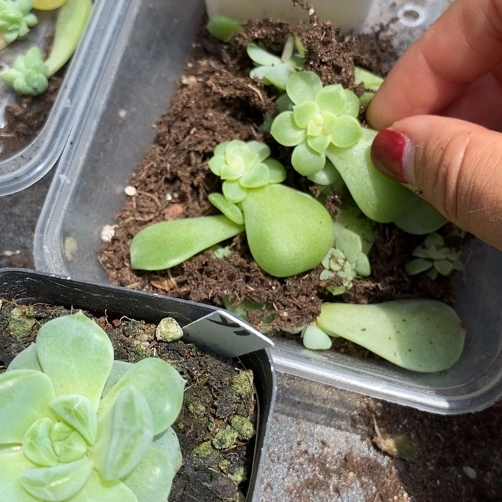 珍妮z260芽苗一个多肉