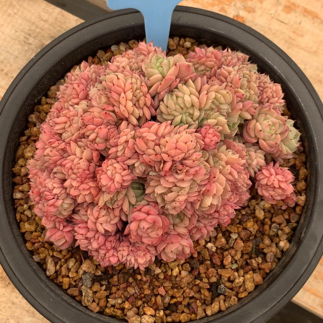 镇****室350204-09洞庭缀