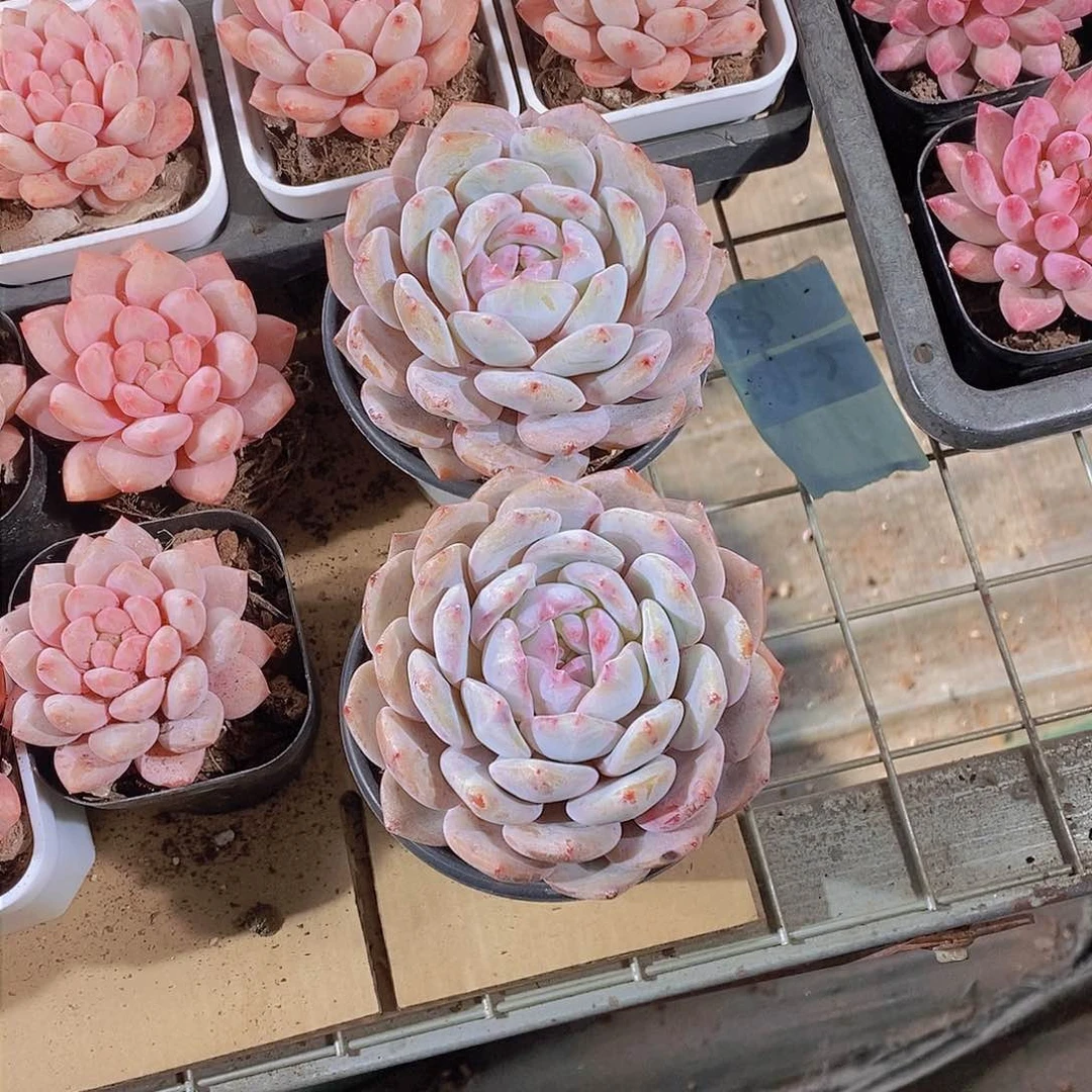 0207-包包橙单头一颗 量拍