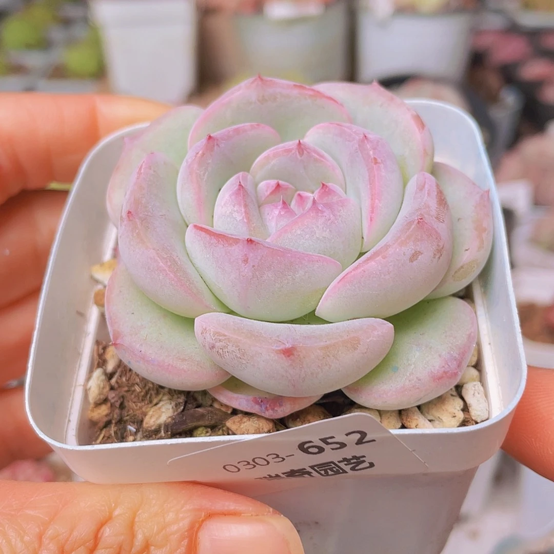 0000000000000652量拍