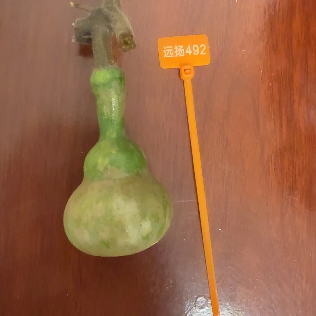 陈***木这个时候应该可以