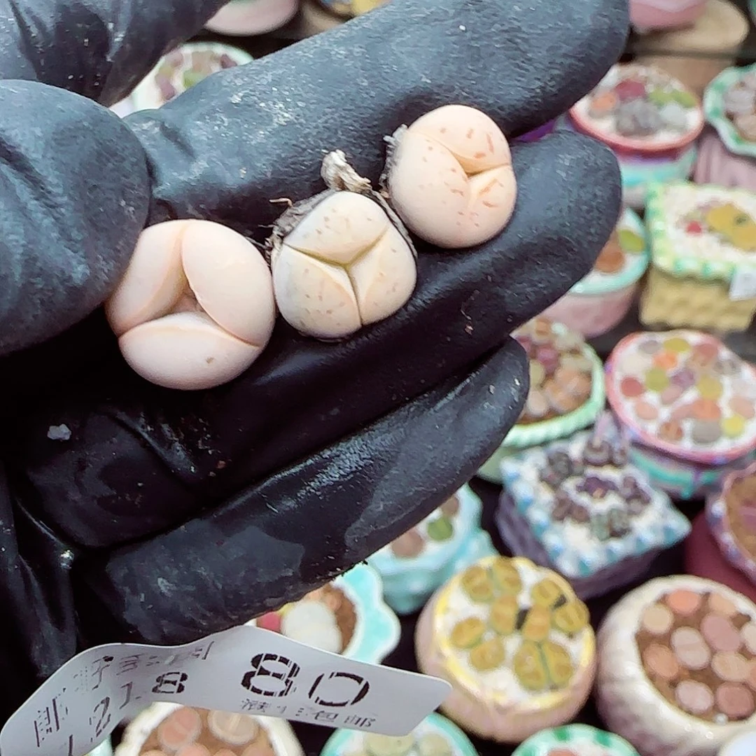 生石花满18包邮1218-80