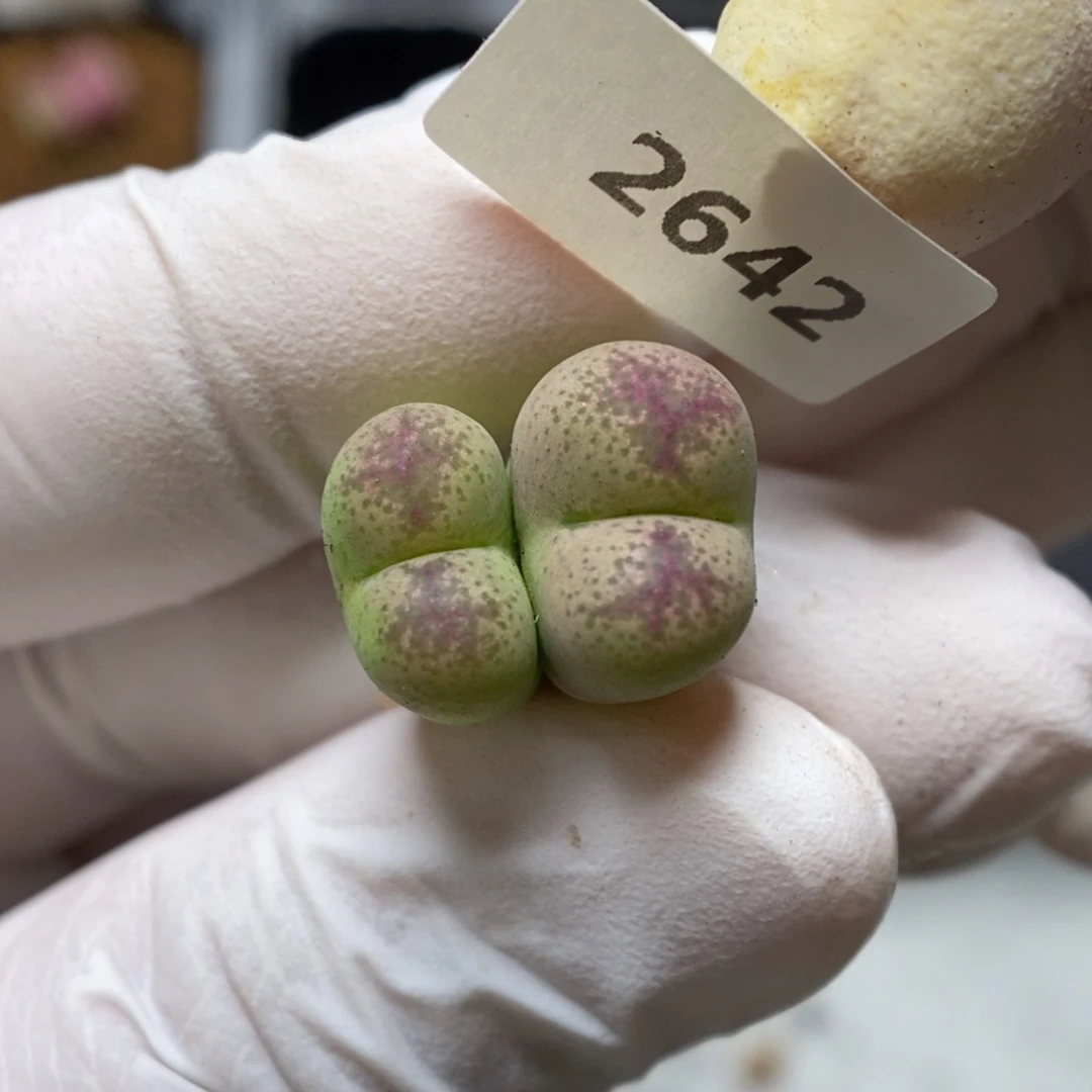 多肉植物肉锥杂交K-2542 墨杂