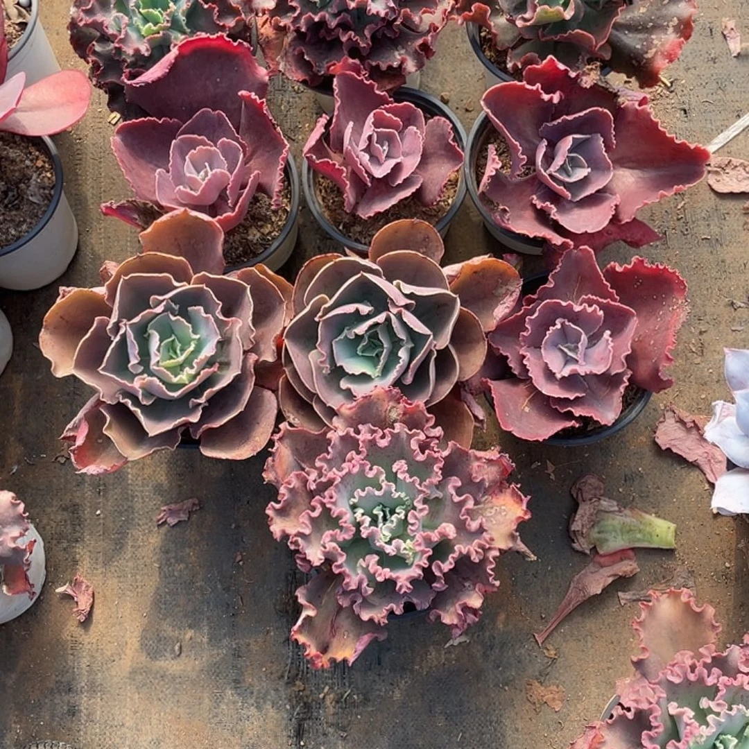 做***猫27号包菜系列带赠品10棵