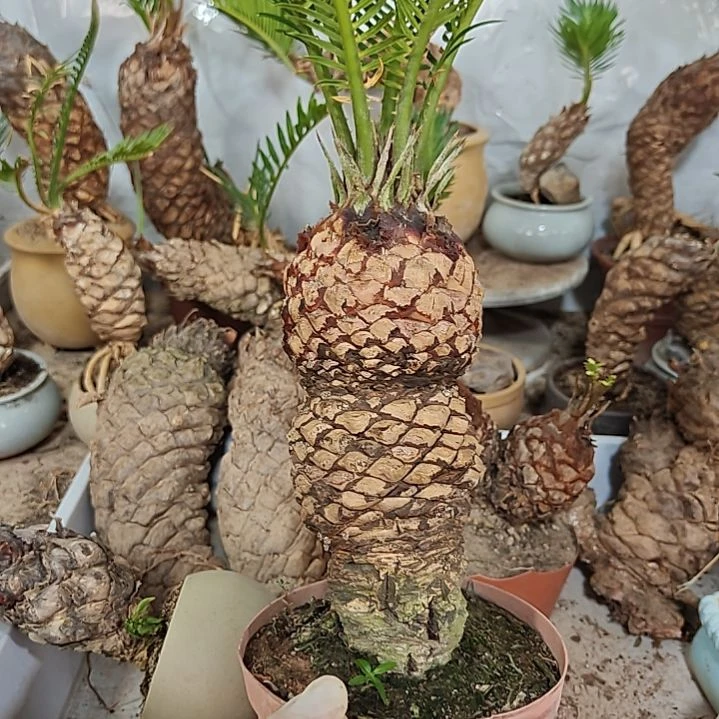 用***7无花朵白鳞铁盆景基地价