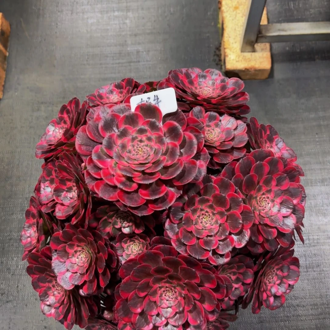 奶*霁月精品法师