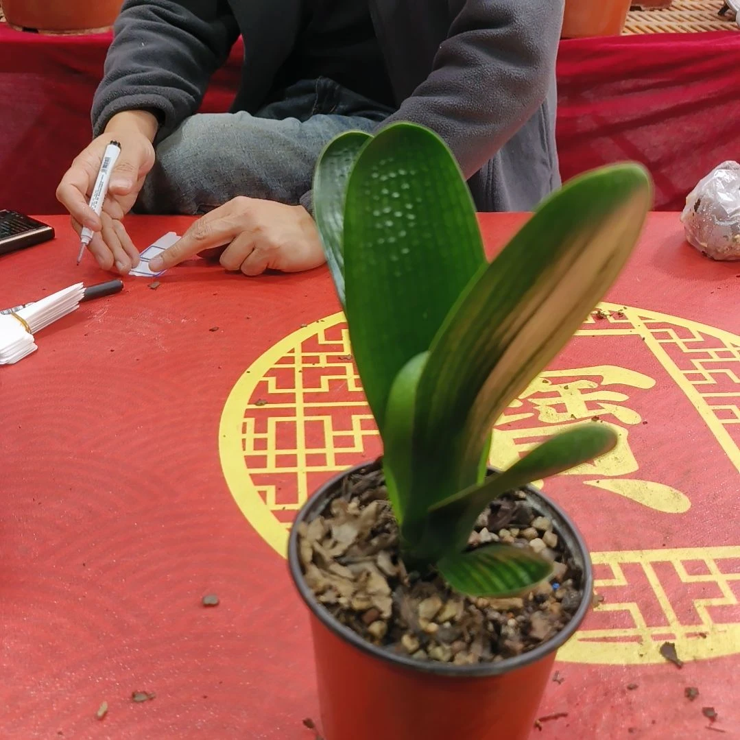 用***8大部分花苞少量开放